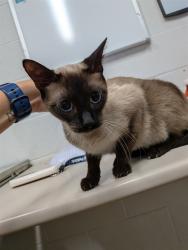 Shelter Stray Female Cat last seen LAKE ST LOUIS, 4850 Mid Rivers Mall Dr, St Peters, MO 63376, USA