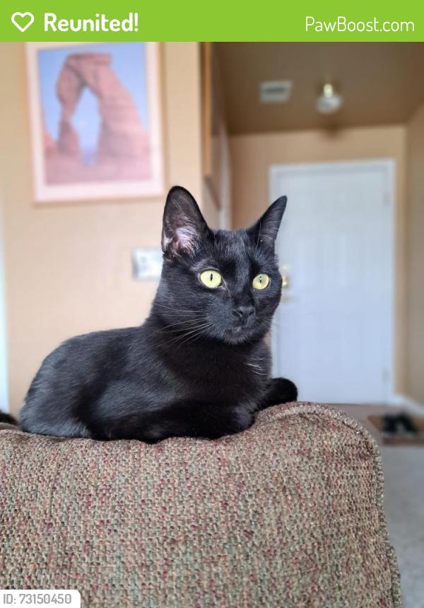 Reunited Female Cat last seen Arrowwood drive and fendwood, Highlands Ranch, CO 80130