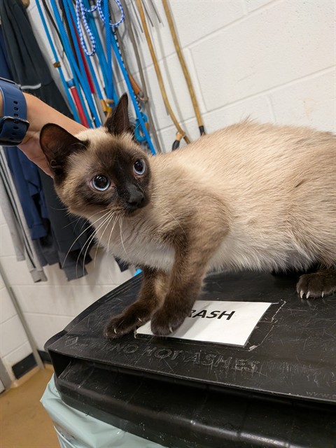 Shelter Stray Female Cat last seen LAKE ST LOUIS, 4850 Mid Rivers Mall Dr, St Peters, MO 63376, USA