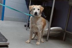 Shelter Stray Female Dog last seen GUTIERREZ RD, 11800 Sunset Gardens Rd SW, Albuquerque, NM 87121, USA