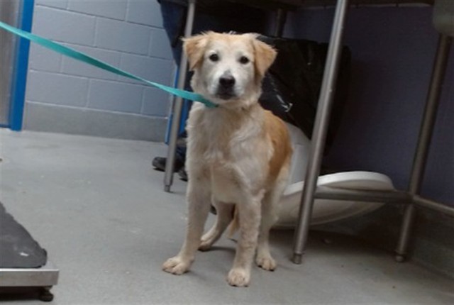 Shelter Stray Female Dog last seen GUTIERREZ RD, 11800 Sunset Gardens Rd SW, Albuquerque, NM 87121, USA