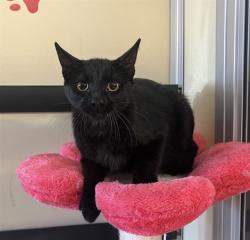 Shelter Stray Male Cat last seen , 5210 W Ave I, Lancaster, CA 93536, USA