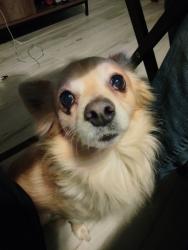 Reunited Male Dog last seen Woodlake ests, San Antonio, TX 78218