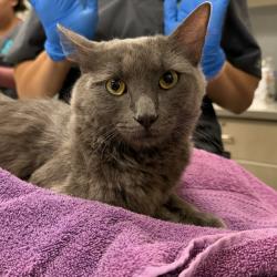 Shelter Stray Male Cat last seen Near BLOCK E FLAMINGO RD, LAS VEGAS NV 89121, 655 N Mojave Rd, Las Vegas, NV 89101, USA