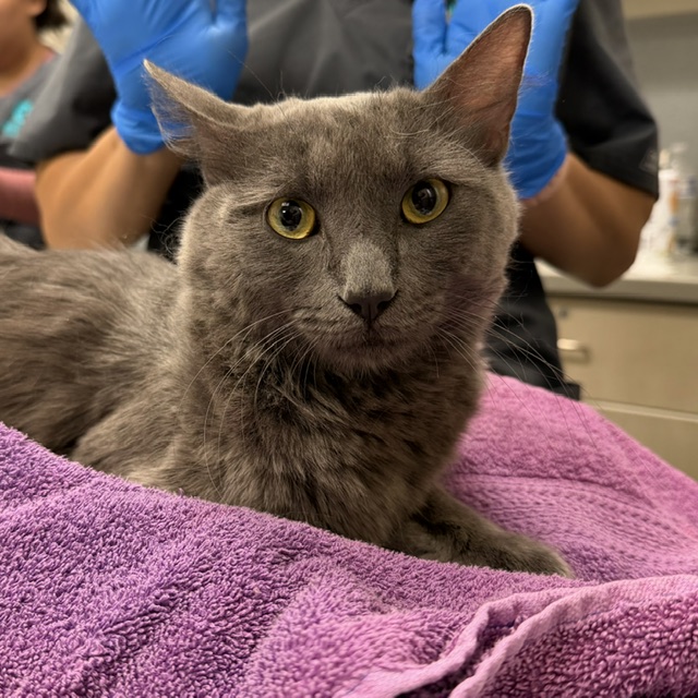 Shelter Stray Male Cat last seen Near BLOCK E FLAMINGO RD, LAS VEGAS NV 89121, 655 N Mojave Rd, Las Vegas, NV 89101, USA