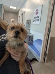 Shelter Stray Female Dog last seen Near BLOCK E 40TH PL, DENVER CO 80249, 2080 S Quebec St, Denver, CO 80231, USA