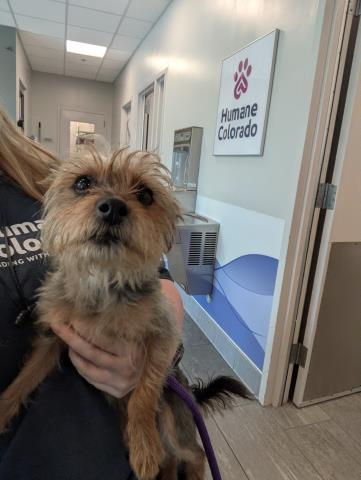 Shelter Stray Female Dog last seen Near BLOCK E 40TH PL, DENVER CO 80249, 2080 S Quebec St, Denver, CO 80231, USA