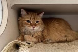 Shelter Stray Male Cat last seen Near BLOCK N GRANT ST #21 DENVER, CO 80203, 1241 W Bayaud Ave, Denver, CO 80223, USA