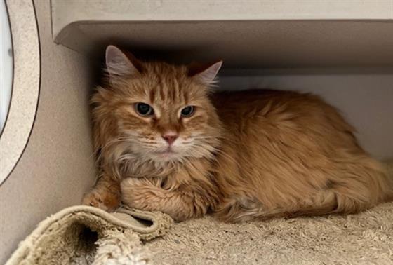 Shelter Stray Male Cat last seen Near BLOCK N GRANT ST #21 DENVER, CO 80203, 1241 W Bayaud Ave, Denver, CO 80223, USA