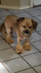 Shelter Stray Male Dog last seen RIDGE PATH & TEZEL, 4710 TX-151, San Antonio, TX 78227, USA