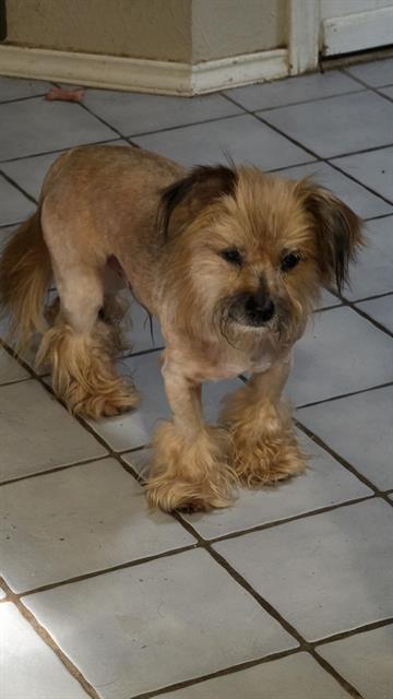 Shelter Stray Male Dog last seen RIDGE PATH & TEZEL, 4710 TX-151, San Antonio, TX 78227, USA
