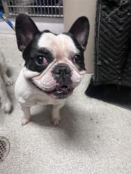 Shelter Stray Male Dog last seen BUENA VISTA / MINTURN, 1590 Fortmann Way, Alameda, CA 94501, USA