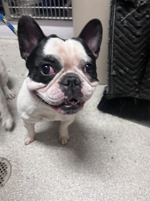 Shelter Stray Male Dog last seen BUENA VISTA / MINTURN, 1590 Fortmann Way, Alameda, CA 94501, USA