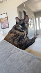 Reunited Female Cat last seen Hillspire and Moonglow, Windsor, CO 80550