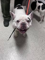 Shelter Stray Female Dog last seen BUENA VISTA / MINTURN, 1590 Fortmann Way, Alameda, CA 94501, USA