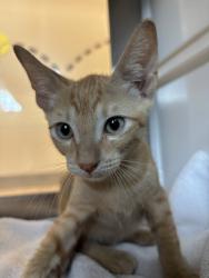 Shelter Stray Male Cat last seen PAGE CREST LN, 8311 Freedom Dr, Pearland, TX 77581, USA