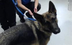 Shelter Stray Female Dog last seen Near BLOCK CAMDEN RD, FAYETTEVILLE NC 28306, 4704 Corporation Dr, Fayetteville, NC 28306, USA
