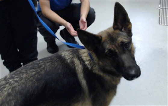 Shelter Stray Female Dog last seen Near BLOCK CAMDEN RD, FAYETTEVILLE NC 28306, 4704 Corporation Dr, Fayetteville, NC 28306, USA