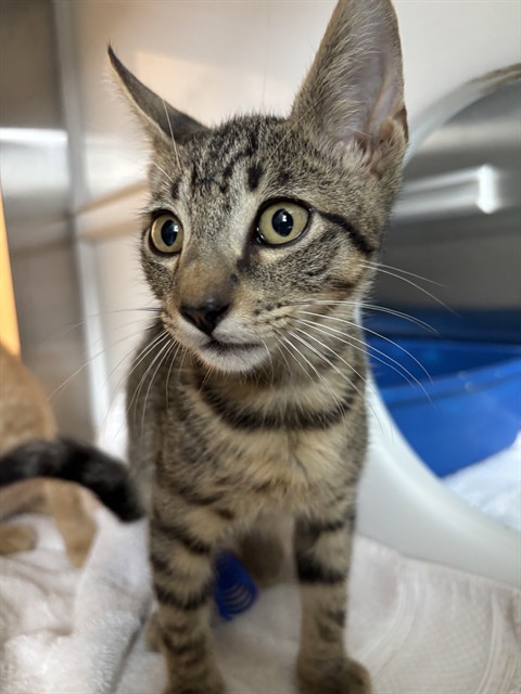 Shelter Stray Male Cat last seen PAGE CREST LN, 8311 Freedom Dr, Pearland, TX 77581, USA