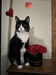 Reunited Female Cat last seen Holy Trinity Catholic School, South Saint Paul, MN 55075