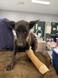 Shelter Stray Female Dog last seen Near BLOCK GARDENIA CT, MECCA, CA, 72050 Pet Land Pl, Thousand Palms, CA 92276, USA
