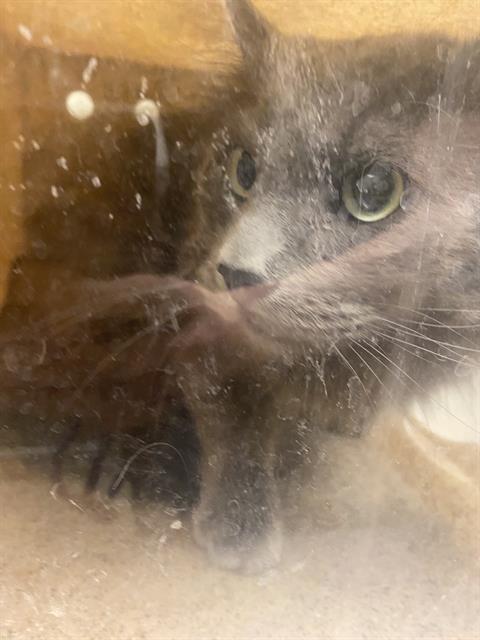 Shelter Stray Unknown Cat last seen Near BLOCK S DOWNS WAY, 4522 W 3500 S, West Valley City, UT 84120, USA