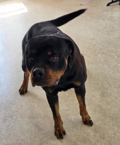 Shelter Stray Male Dog last seen , 957 N Gaffey St, San Pedro, CA 90731, USA