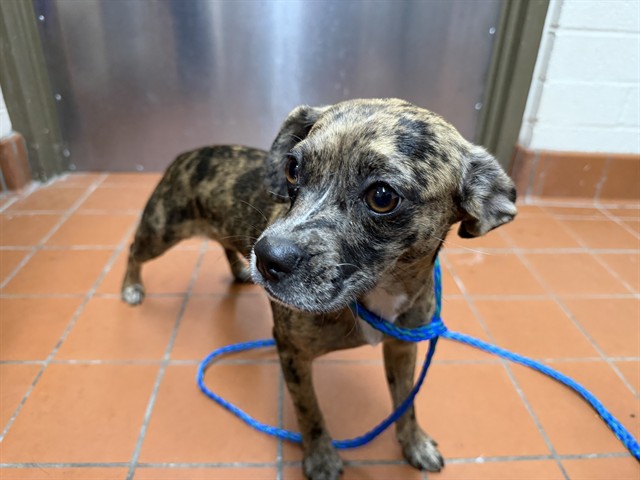 Shelter Stray Female Dog last seen , 600 Aviation Dr, Camarillo, CA 93010, USA