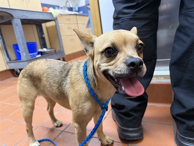 Shelter Stray Female Dog last seen , 600 Aviation Dr, Camarillo, CA 93010, USA