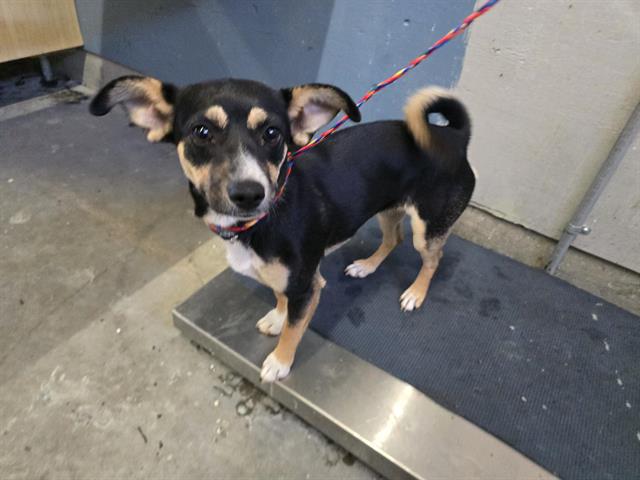 Shelter Stray Female Dog last seen , 600 Aviation Dr, Camarillo, CA 93010, USA