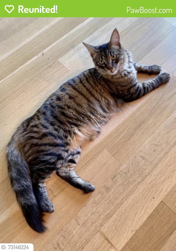 Reunited Male Cat last seen Posen Street, Manor Way, Albany, CA 94706