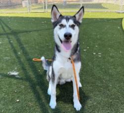 Shelter Stray Male Dog last seen , 3201 Lacy St, Los Angeles, CA 90031, USA