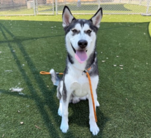 Shelter Stray Male Dog last seen , 3201 Lacy St, Los Angeles, CA 90031, USA
