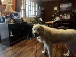 Reunited Male Dog last seen Woodcourt Arcadia/Lexington North Carolina, Lexington, NC 27292