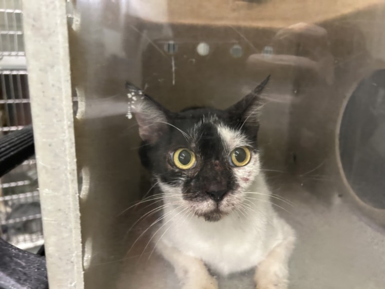 Shelter Stray Male Cat last seen , 1850 W 60th St, Los Angeles, CA 90047, USA