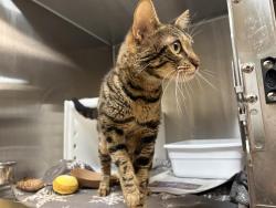 Shelter Stray Female Cat last seen Near BLOCK E KNAPP ST, 3839 W Burnham St, West Milwaukee, WI 53215, USA