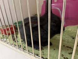 Shelter Stray Unknown Other last seen , 3839 W Burnham St, West Milwaukee, WI 53215, USA