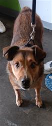 Shelter Stray Male Dog last seen , 1850 W 60th St, Los Angeles, CA 90047, USA