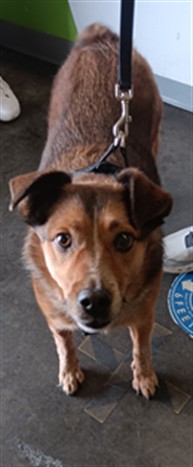 Shelter Stray Male Dog last seen , 1850 W 60th St, Los Angeles, CA 90047, USA