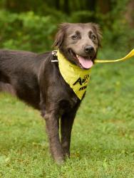 Shelter Stray Female Dog last seen CHARLOTTE, 8315 Byrum Dr, Charlotte, NC 28217, USA