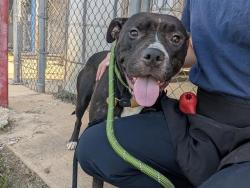 Shelter Stray Female Dog last seen CHARLOTTE, 8315 Byrum Dr, Charlotte, NC 28217, USA