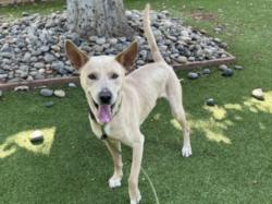 Shelter Stray Male Dog last seen , 14409 Vanowen St, Van Nuys, CA 91405, USA