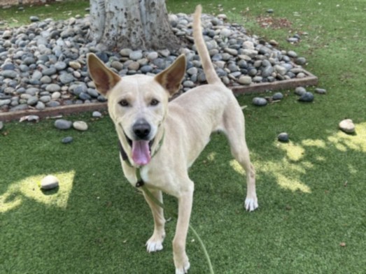 Shelter Stray Male Dog last seen , 14409 Vanowen St, Van Nuys, CA 91405, USA