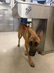 Shelter Stray Female Dog last seen Near BLOCK PIEDRAS RD, PERRIS, CA, 6851 Van Buren Boulevard, Jurupa Valley, CA 92509, USA