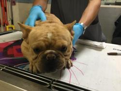 Shelter Stray Male Dog last seen Near BLOCK IDALEONA RD, PERRIS, CA, 6851 Van Buren Boulevard, Jurupa Valley, CA 92509, USA