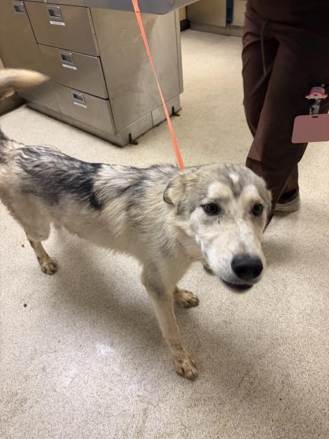 Shelter Stray Male Dog last seen Near BLOCK PEDLEY RD, JURUPA VALLEY, CA, 6851 Van Buren Boulevard, Jurupa Valley, CA 92509, USA
