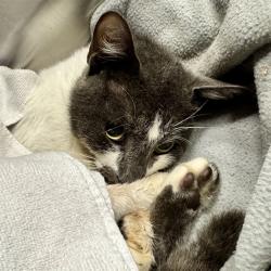 Shelter Stray Male Cat last seen HUFF RD, 12280 County Rd 448, Tavares, FL 32778, USA