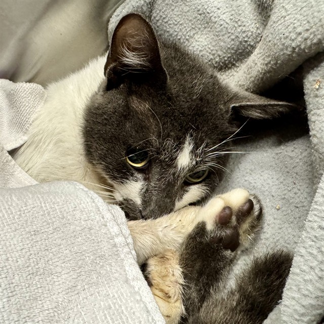 Shelter Stray Male Cat last seen HUFF RD, 12280 County Rd 448, Tavares, FL 32778, USA