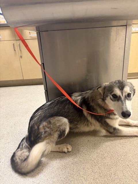 Shelter Stray Female Dog last seen Near BLOCK PEDLEY RD, JURUPA VALLEY, CA, 6851 Van Buren Boulevard, Jurupa Valley, CA 92509, USA