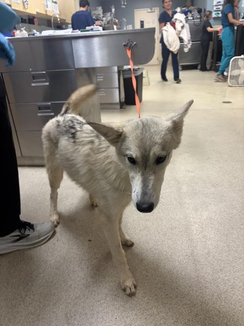 Shelter Stray Female Dog last seen Near BLOCK PEDLEY RD, JURUPA VALLEY, CA, 6851 Van Buren Boulevard, Jurupa Valley, CA 92509, USA
